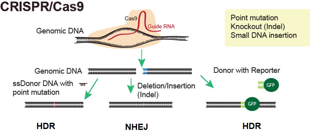 CRISPR Mice Generation Service | Applied StemCell - ASC