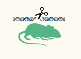 Other Gene Edited Mouse Models