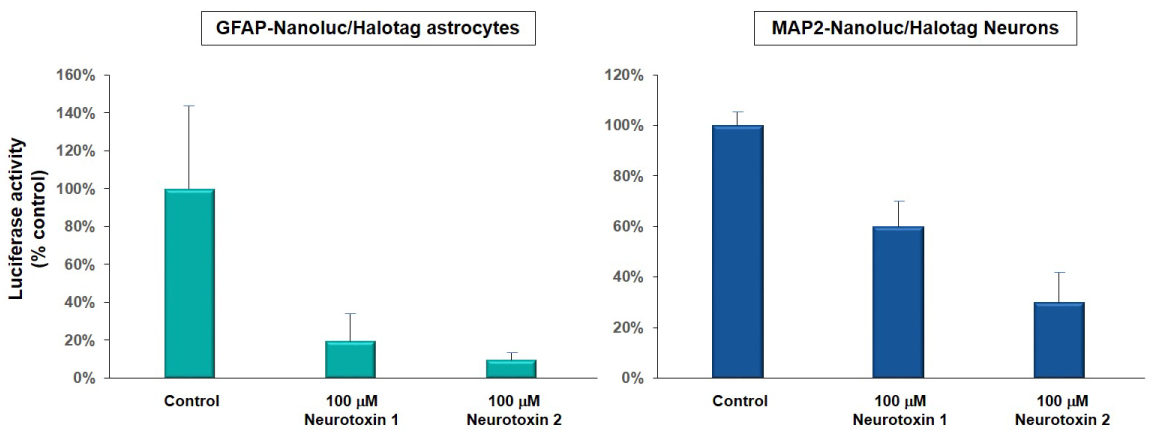 Graphs of cell viability of astrocytes and neurons during drug toxicity testing