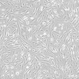 SNL Feeder Cells 76/7 Mouse Fibroblast STO Cell Line, P14, Irradiated